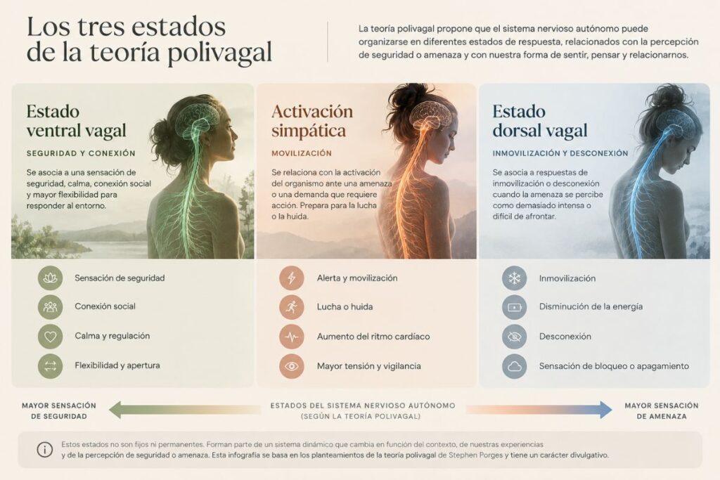 Los tres estados polivagales – Instituto PNA